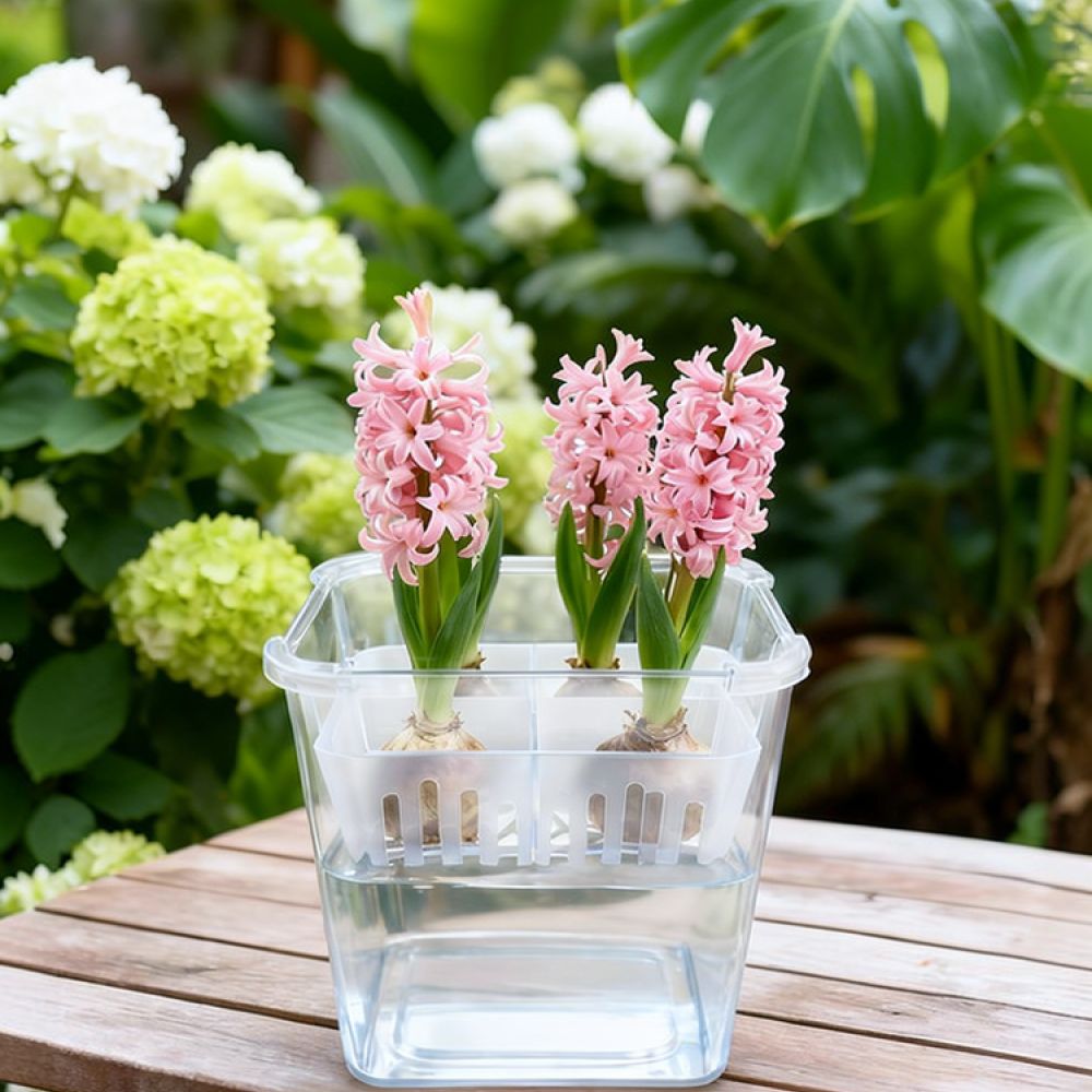 Indoor Plants - Vaso idroponico per tulipani e bulbi