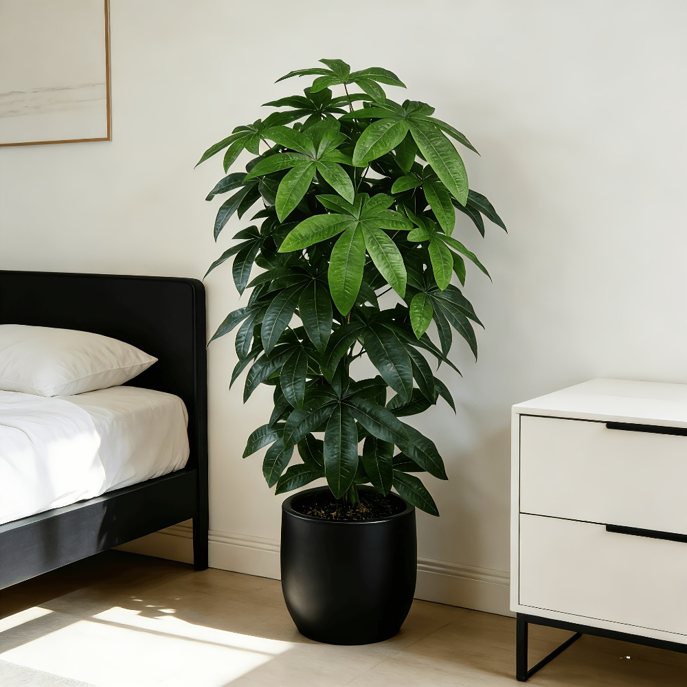 Succulent Set - Albero della Fortuna Artificiale Pachira Aquatica