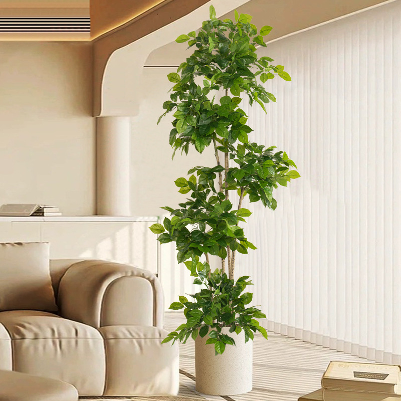 2-78 pollici grandi piante fin - Fiddle Leaf Fig recensione e prezzo