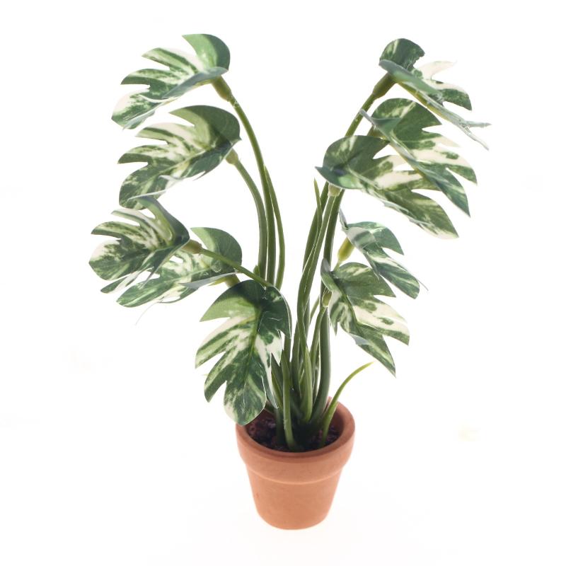 Nuovo. 1 Pezzo Pianta Verde Mo - Pothos recensione e prezzo