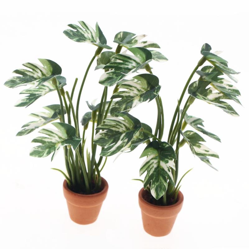 Nuovo. 1 Pezzo Pianta Verde Mo - Pothos recensione e prezzo