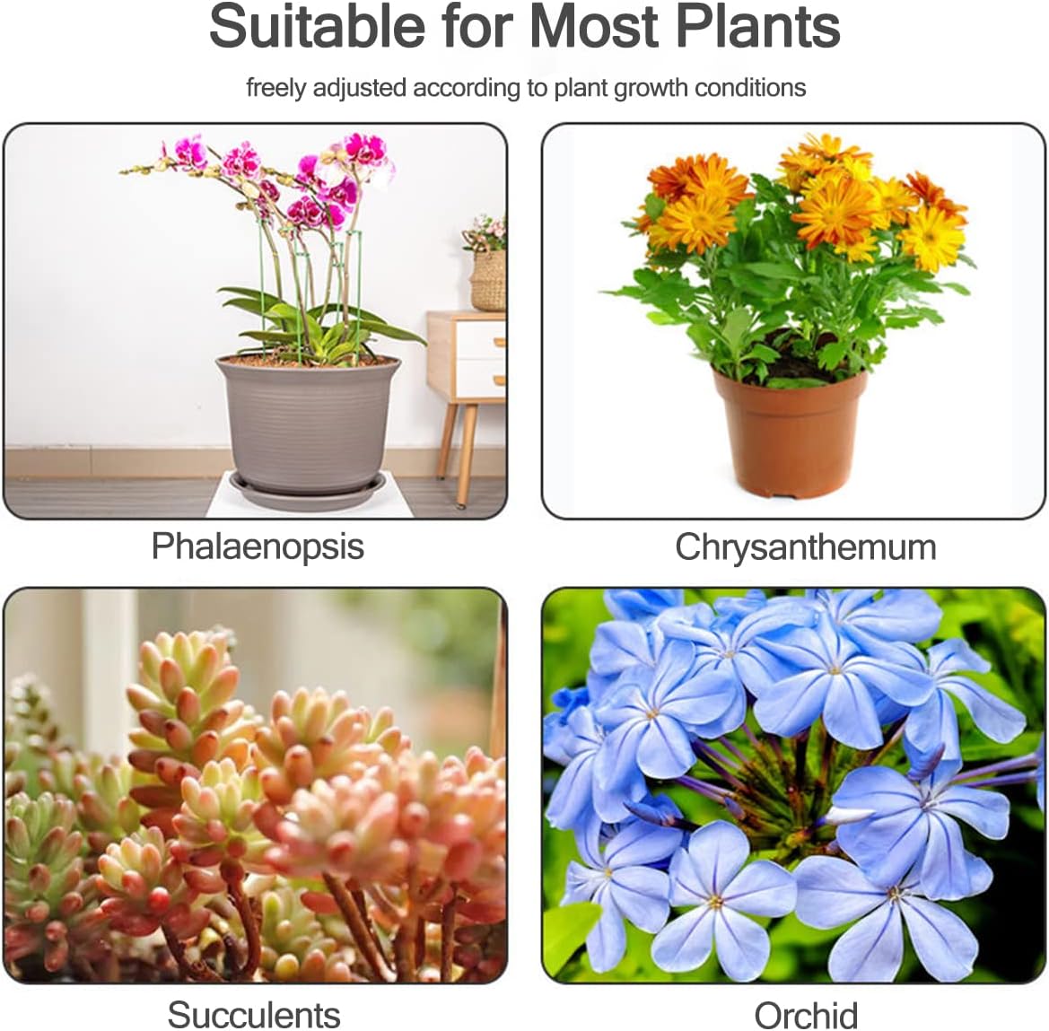 5/10 Pezzi Supporti per Piante - Succulent Set recensione e prezzo