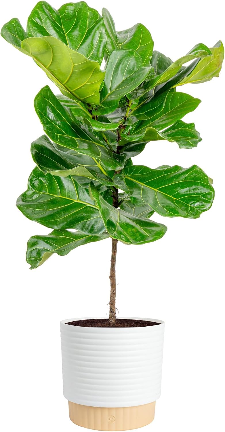 Ficus Lyrata, pianta da intern - Fiddle Leaf Fig recensione e prezzo