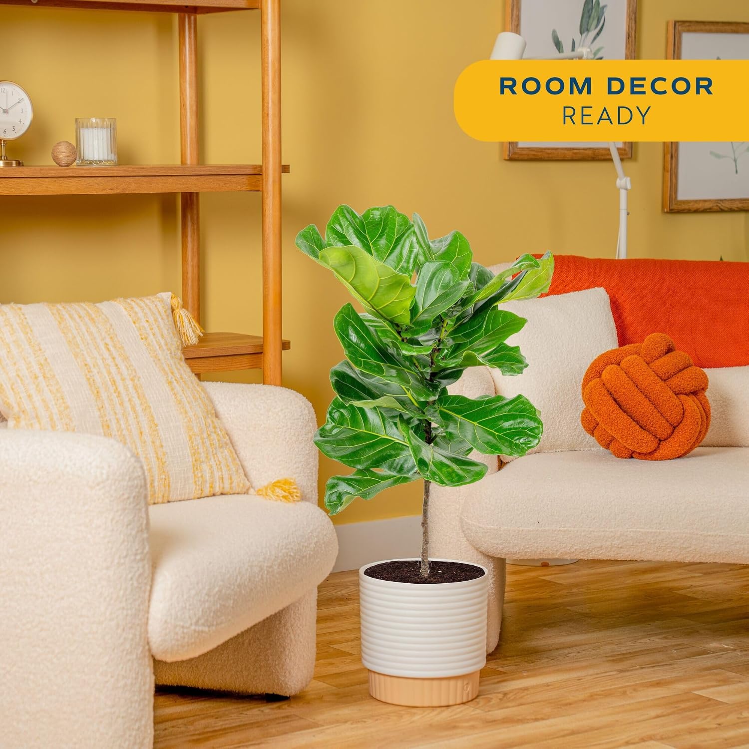 Ficus Lyrata, pianta da intern - Fiddle Leaf Fig recensione e prezzo